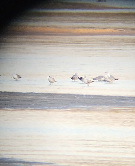 mewa żółtonoga (ssp. fuscus)  - Anna Kamilewicz-Wicik