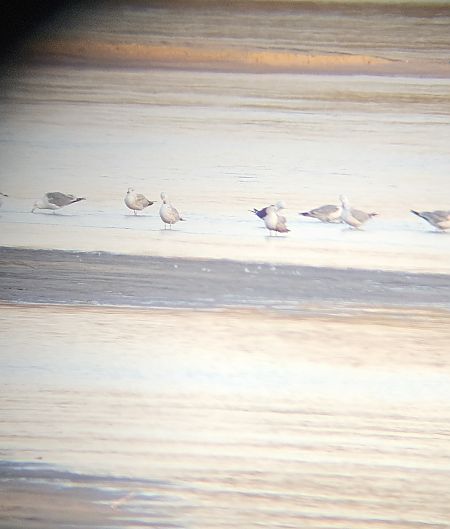 mewa żółtonoga (ssp. fuscus)  - Anna Kamilewicz-Wicik