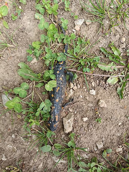 Salamandra pezzata  - Andrea Lombardo