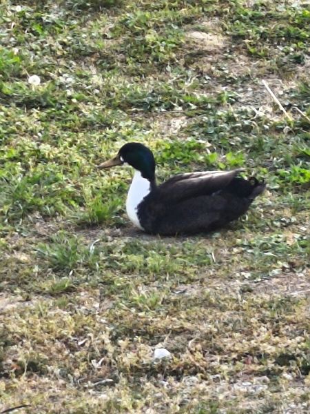 Anatra germanata  - Johannes Freudenberger