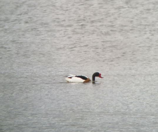 Tadorne de Belon  - Tomasz Zarzycki