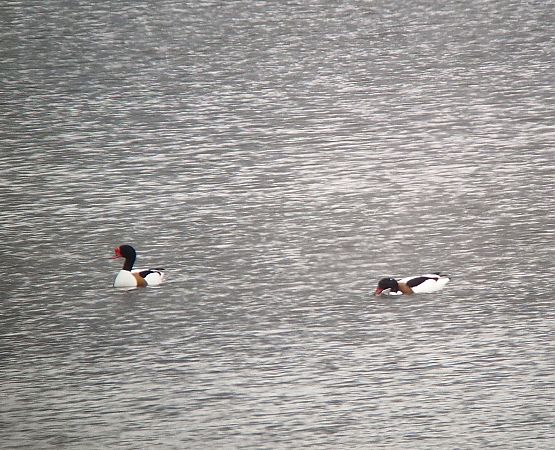 Brandgans  - Tomasz Zarzycki