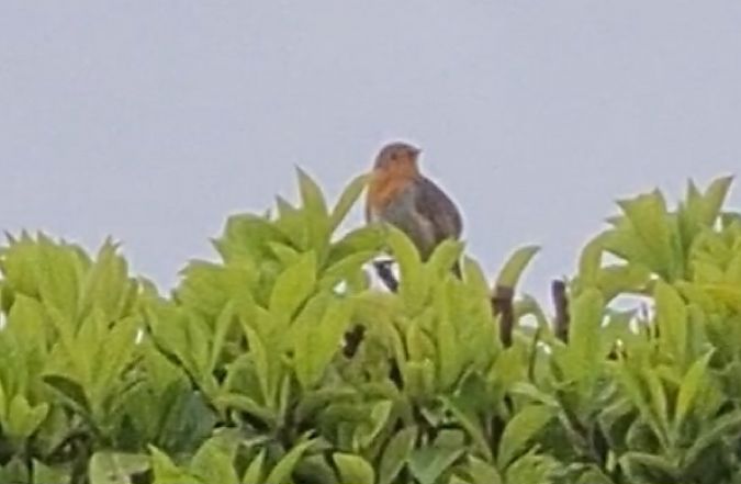 Pettirosso  - Paolo Zonta