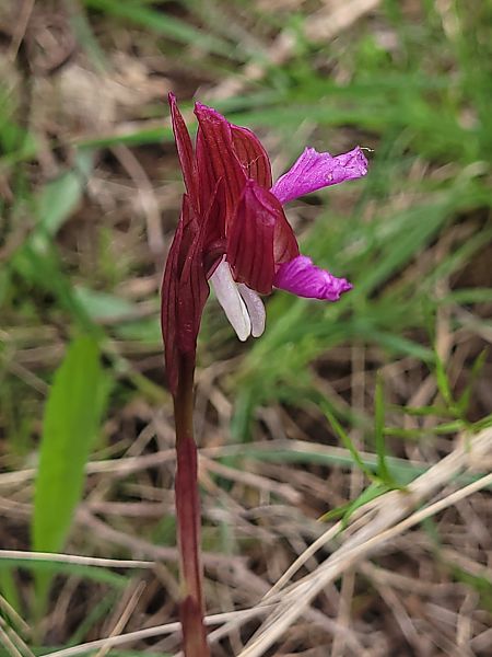 Anacamptis papilionacea  - Thomas Lux