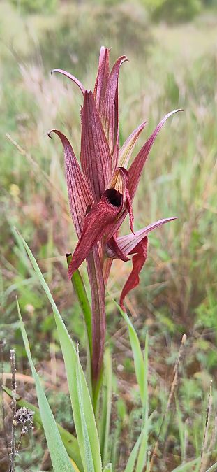 Serapias vomeracea  - Laurence Gourdel