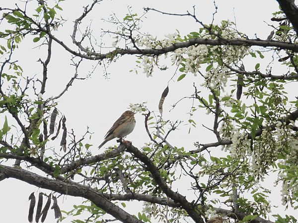 Prispolone  - Massimino Luigi Brigo