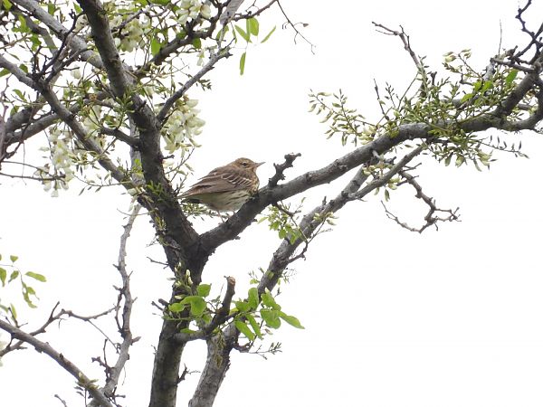 Prispolone  - Massimino Luigi Brigo