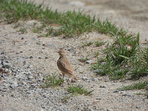 Cogullada vulgar  - Joan Pessarrodona