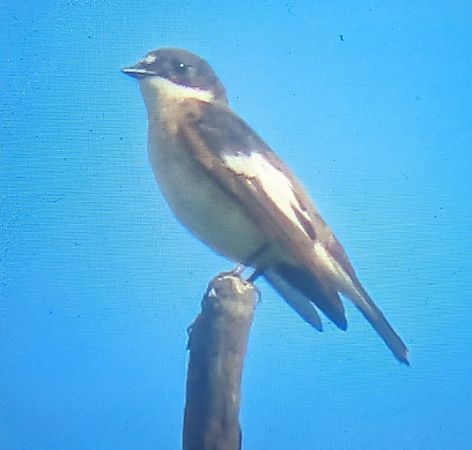 Mastegatatxes  - Ferran Pujol