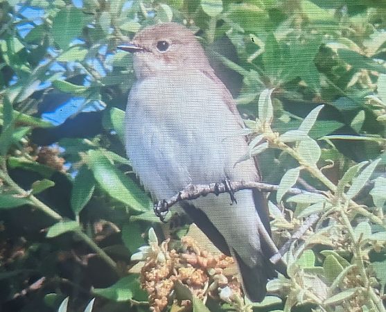 Mastegatatxes  - Ferran Pujol