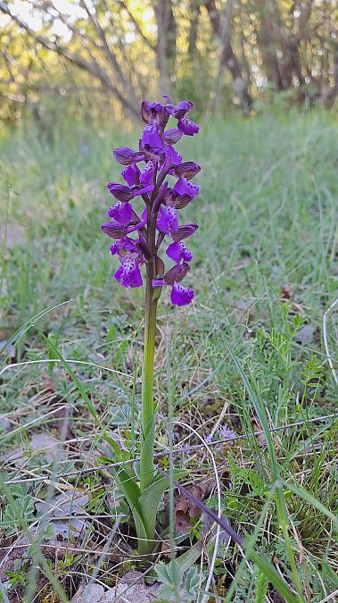 Anacamptis morio  - Alice Adami (FVG)