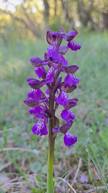 Anacamptis morio  - Alice Adami (FVG)