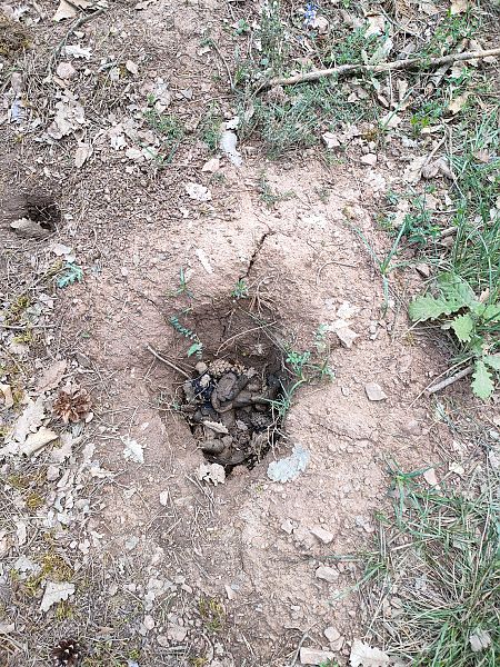 Toixó, teixó  - Isabel Casas Navarrete