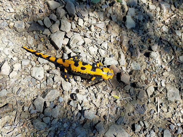 Salamandra pezzata  - Simone Balbo