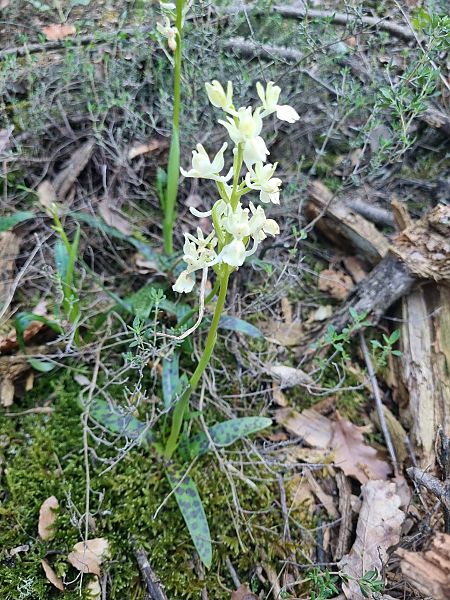 Orchis provincialis  - Pere Espinet