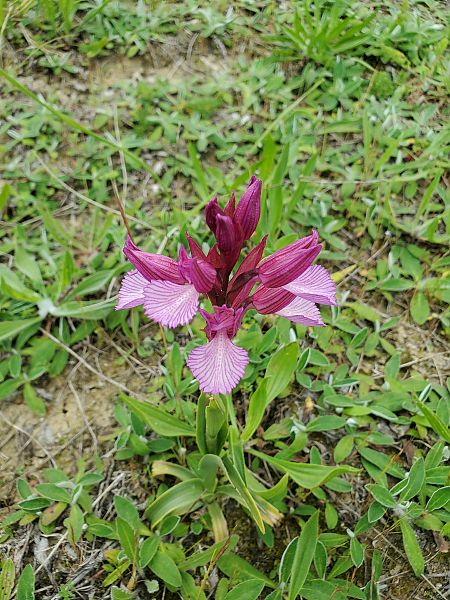 Anacamptis papilionacea var. expansa  - Xavier Mengual