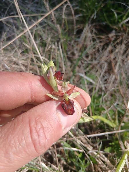 Ophrys sphegodes  - Cyril Blanc