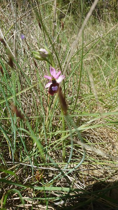 Ophrys drumana  - Monique Souben