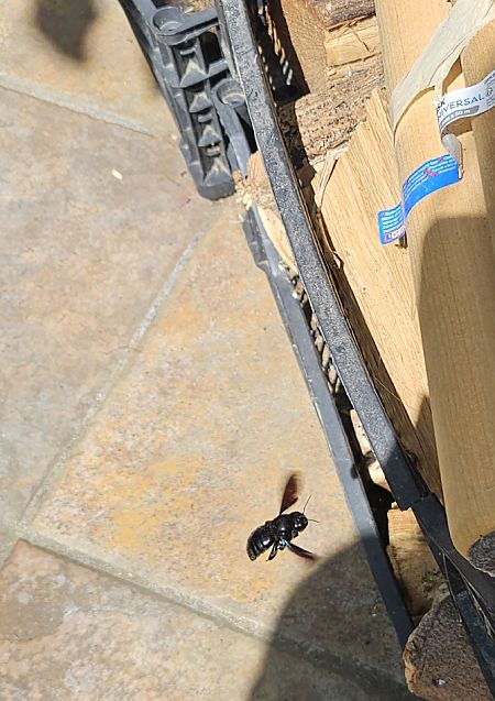 Xylocopa sp.  - Laura Sgambati (FVG)