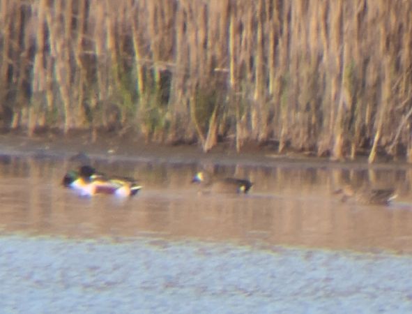 cyranka modroskrzydła  - Tomasz Sczansny