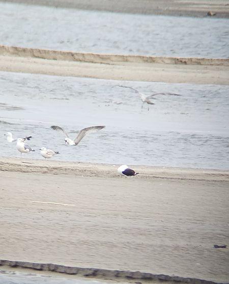 mewa żółtonoga (ssp. fuscus)  - Anna Kamilewicz-Wicik