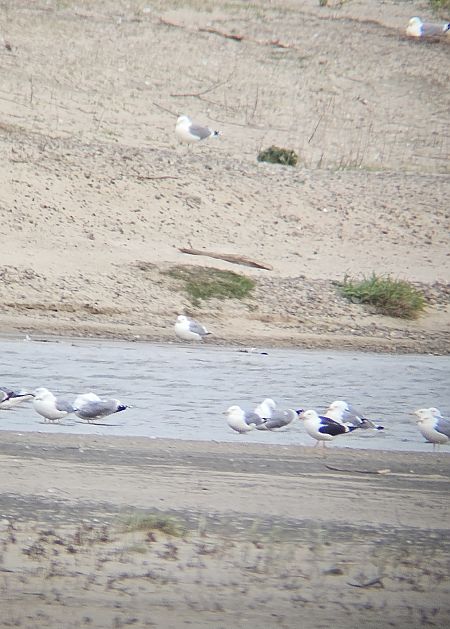 mewa żółtonoga (ssp. fuscus)  - Anna Kamilewicz-Wicik