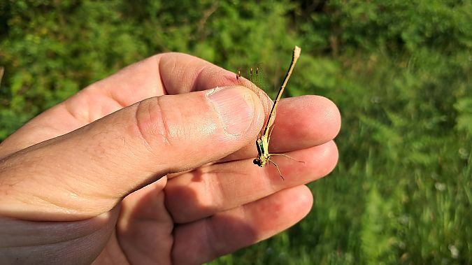 Lestes barbarus  - Roberto Fabbri