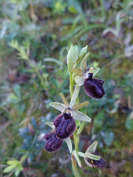 Ophrys incubacea  - Bernard Sonnerat