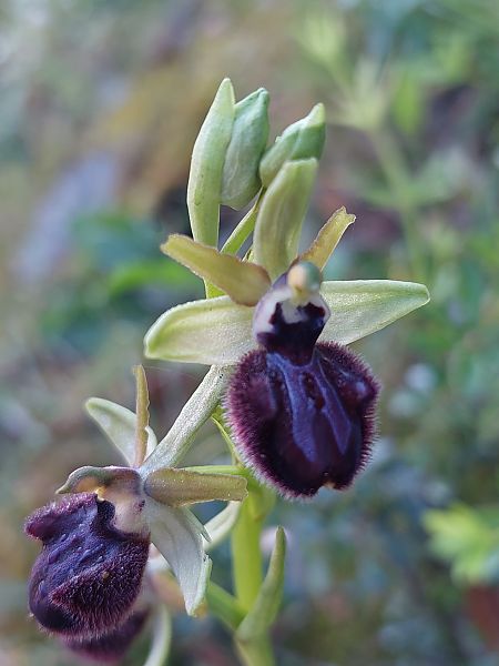 Ophrys incubacea  - Bernard Sonnerat