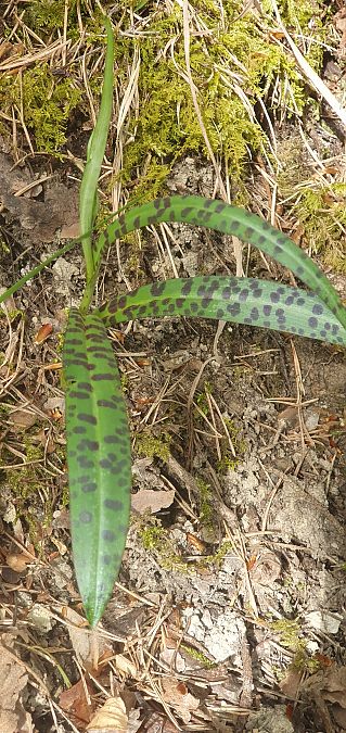 Dactylorhiza majalis 