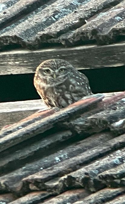 pójdźka  - Krzysztof Lis