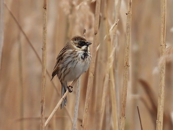 potrzos  - Kacper Mikulski