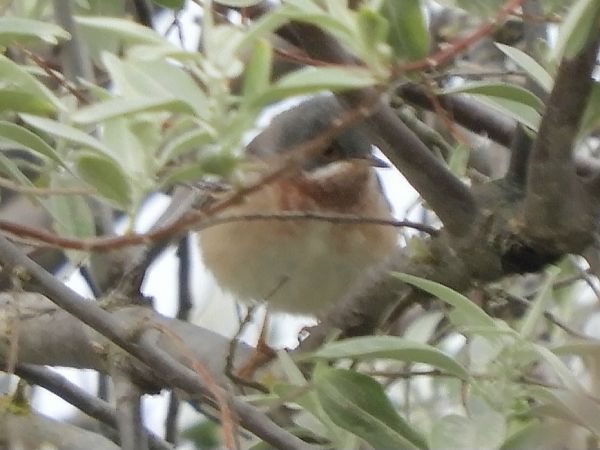 Sterpazzolina  - Massimo Tassinari