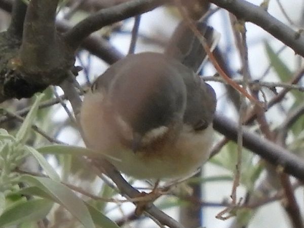 Sterpazzolina  - Massimo Tassinari