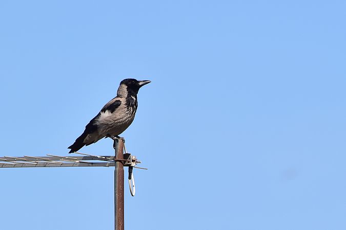 Cornella emmantellada  - Freddy Rivas