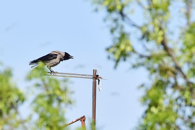 Cornella emmantellada  - Freddy Rivas