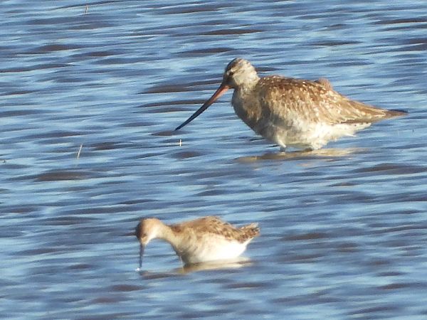 Barge rousse  - Lothar Klebel
