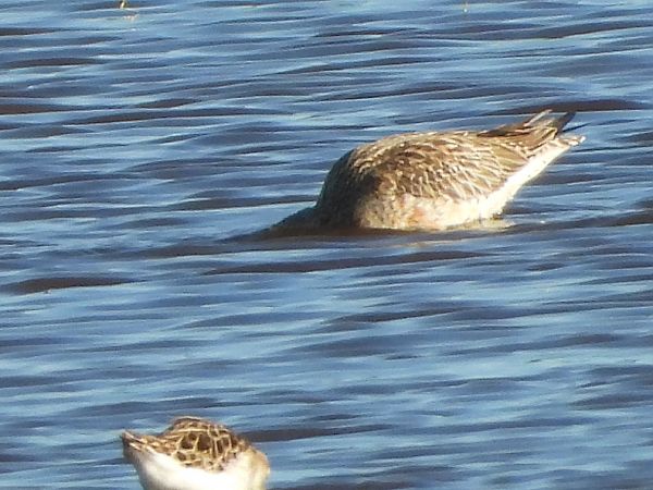 Barge rousse  - Lothar Klebel