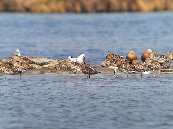 Courlis corlieu  - Franz Stoll