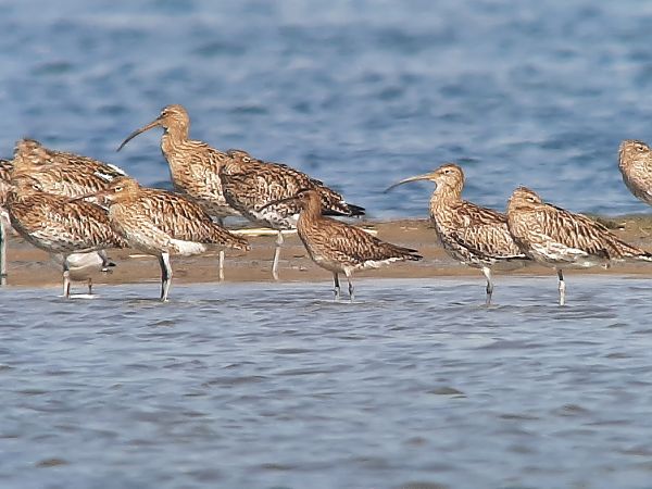 Courlis corlieu  - Franz Stoll
