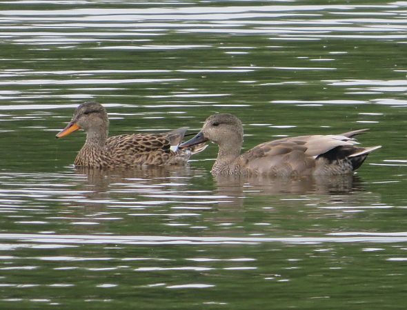 Canapiglia  - Monica Carabella