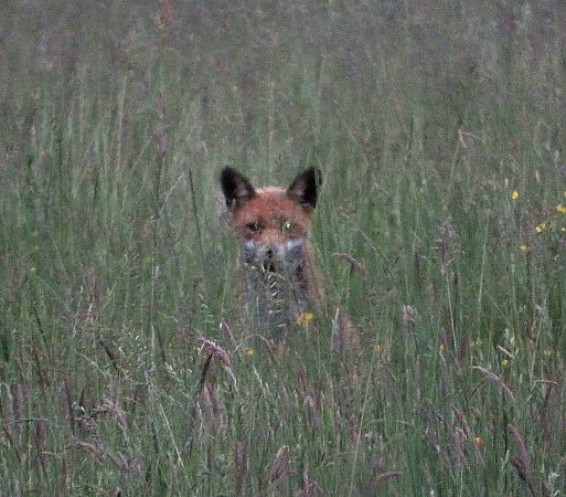 Volpe  - Monica Carabella