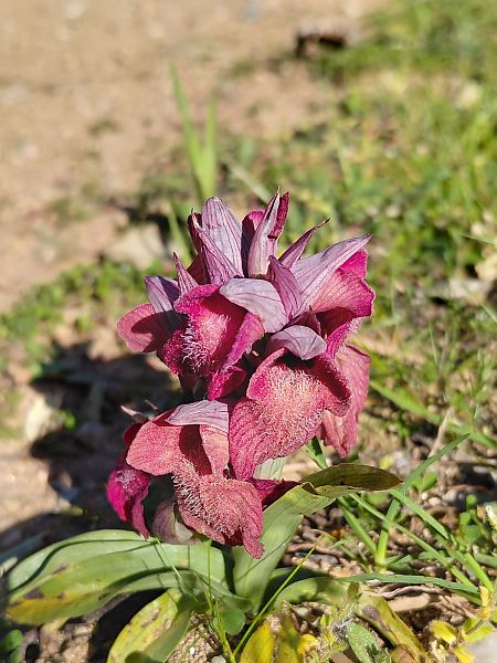 Serapias lingua  - Julien Buissart