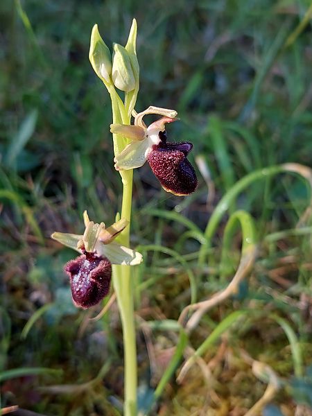 Ophrys incubacea  - Bernard Sonnerat
