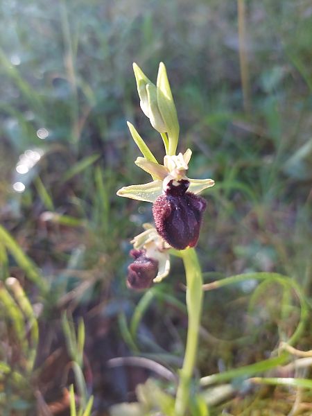 Ophrys incubacea  - Bernard Sonnerat