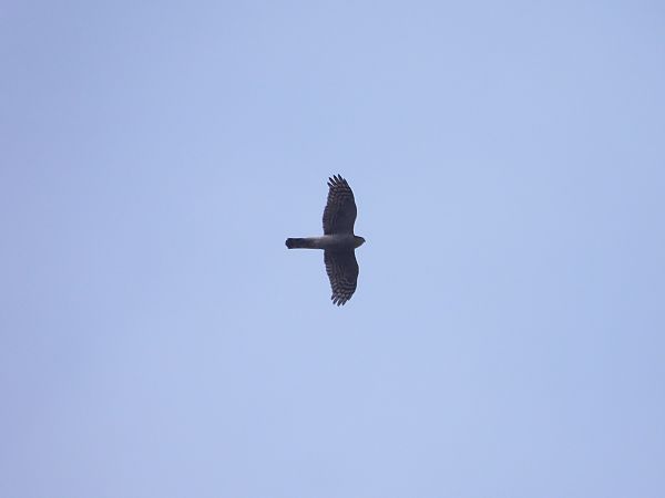 krogulec  - Natalia Gorczowska