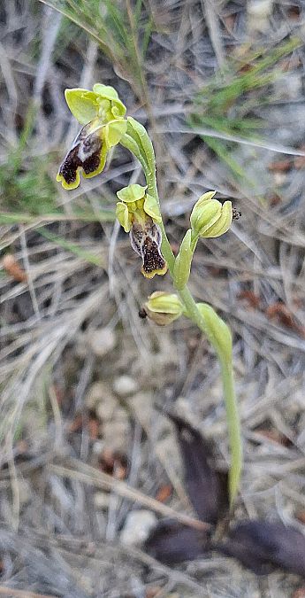 Ophrys delforgei 