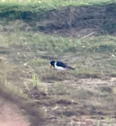 ostrygojad  - Krzysztof Lis