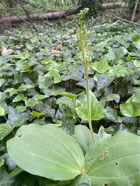 Neottia ovata  - Jean-Pierre Crepeau