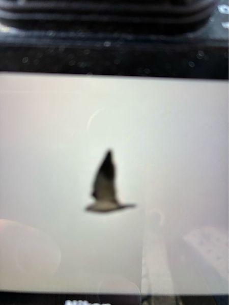 kaniuk  - Marian Giertych